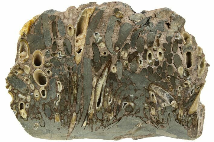 Polished Fossil Teredo (Shipworm Bored) Wood - England #206451